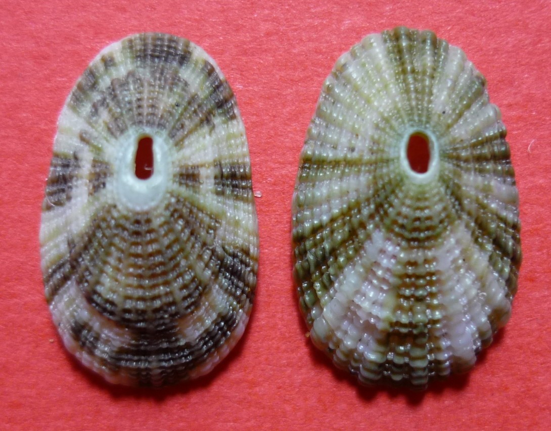 Diodora italica